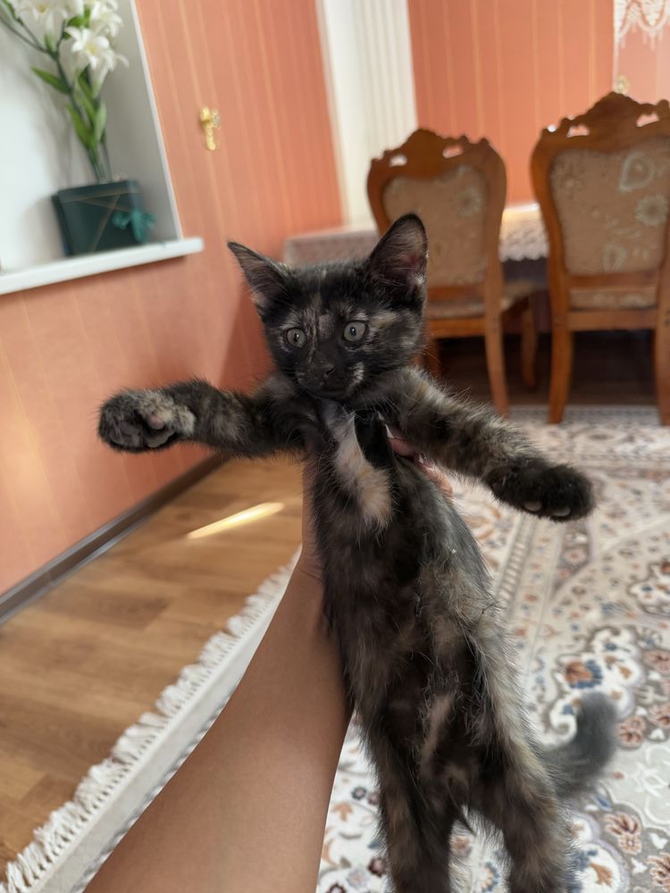 Котенок ищет дом