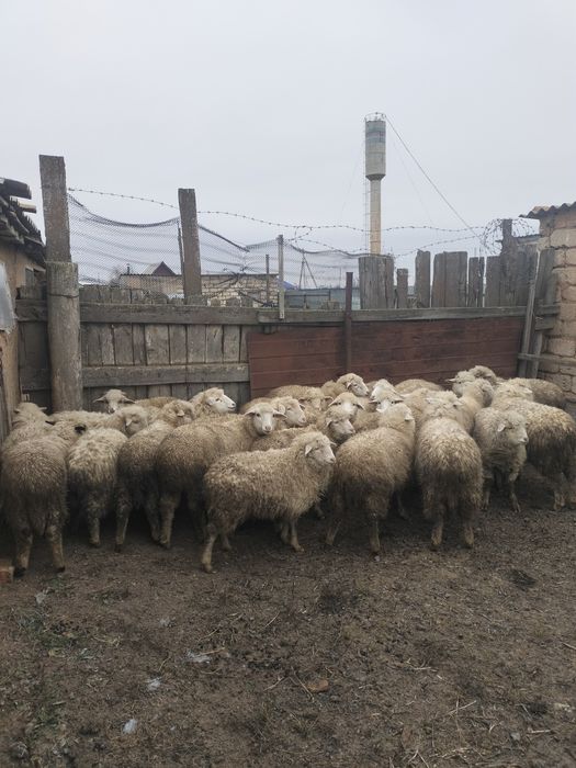Продам баран , токты