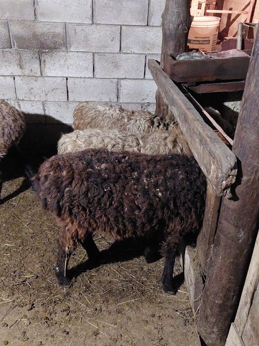 Продам овец (токты) қой