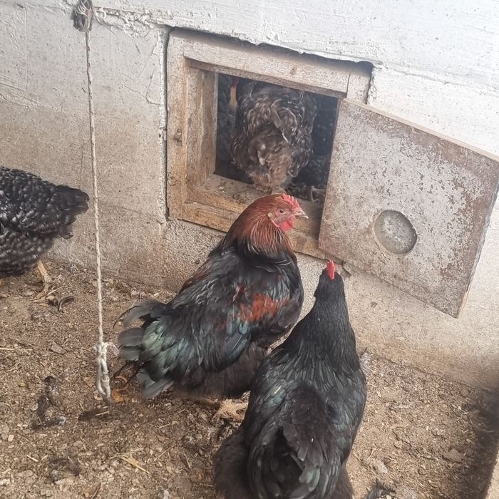 Петух продается.