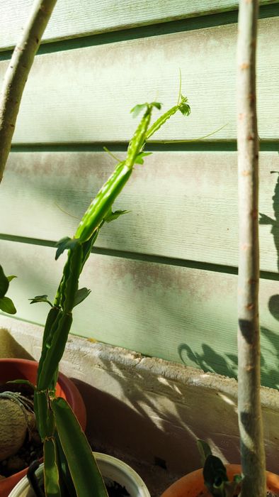 Лекарственные растения