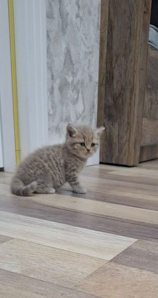 скоттиш фолд британский