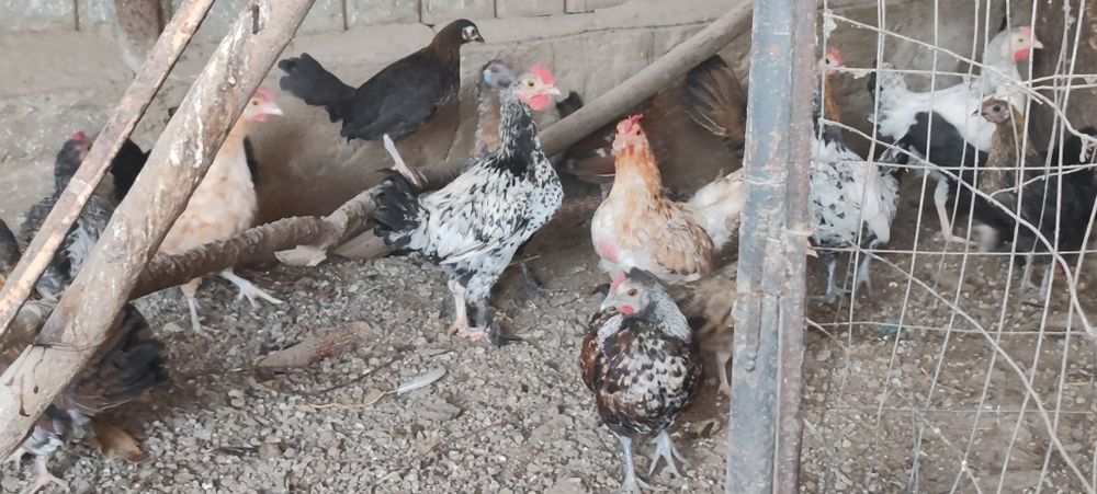 Urgent!!de vânzare puicuțe pitice