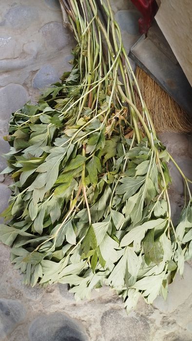 Пион Ито гибрид Барзелла