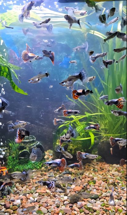 Рыбки дамбо 2000