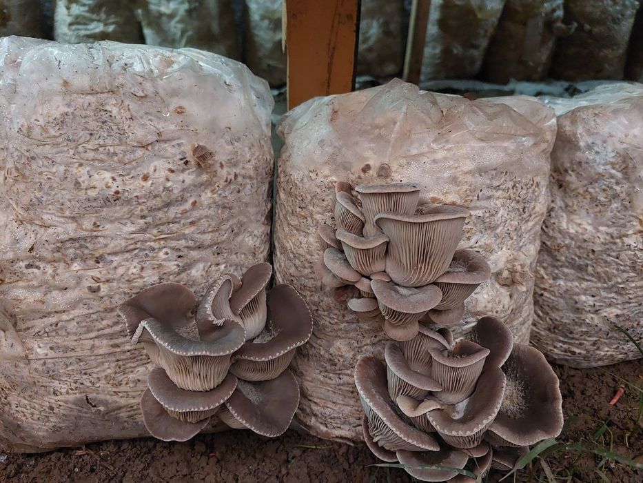 Ку́зикорин уруґи. Вешенка нави. Качественные семена грибов.