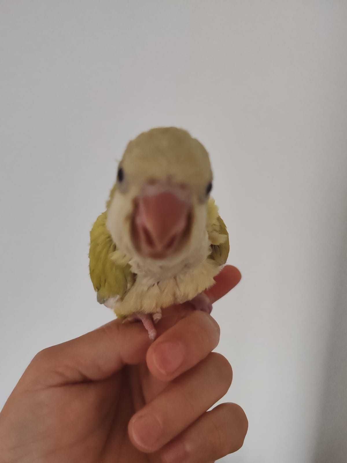 Papagali Calugar/Quaker parrot