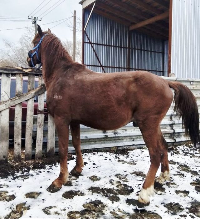 Продам жеребца 8 лет обученный. Спокойный, кровленый новокиргизский