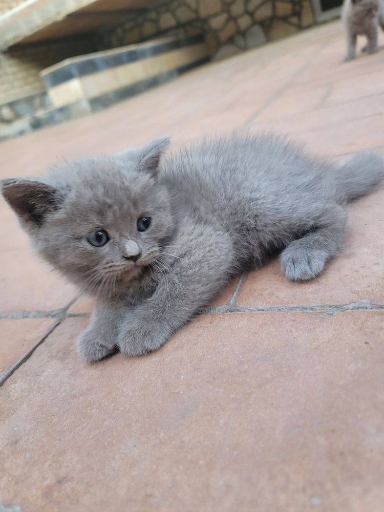 Котики 2 девочки 2 мальчика СРОЧНО!
