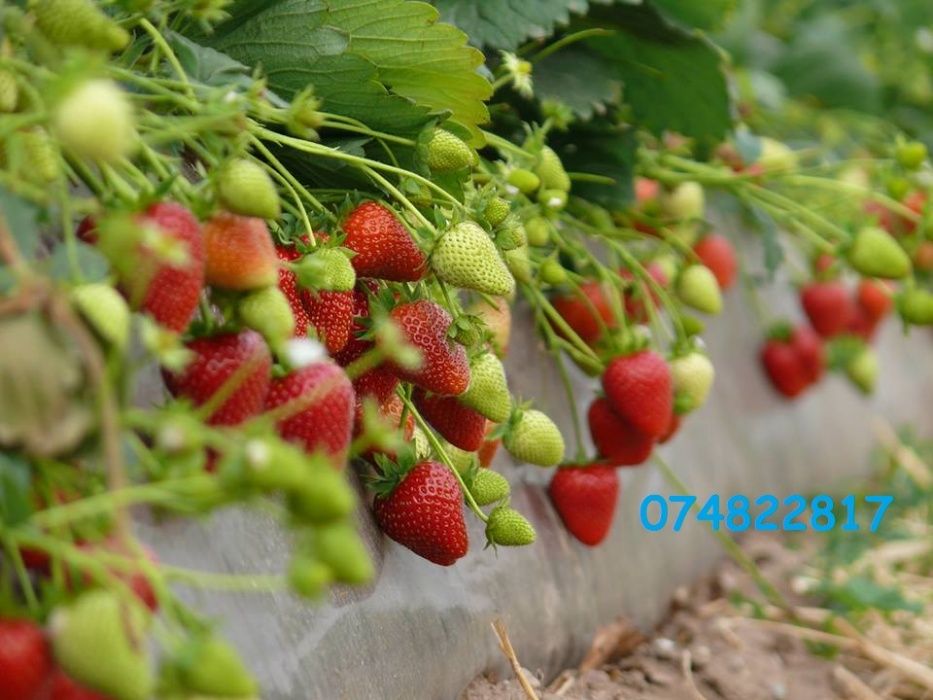 Producator Butasi MUR Thornfree, Zmeur, Stoloni capsuni, Smochin, nuc