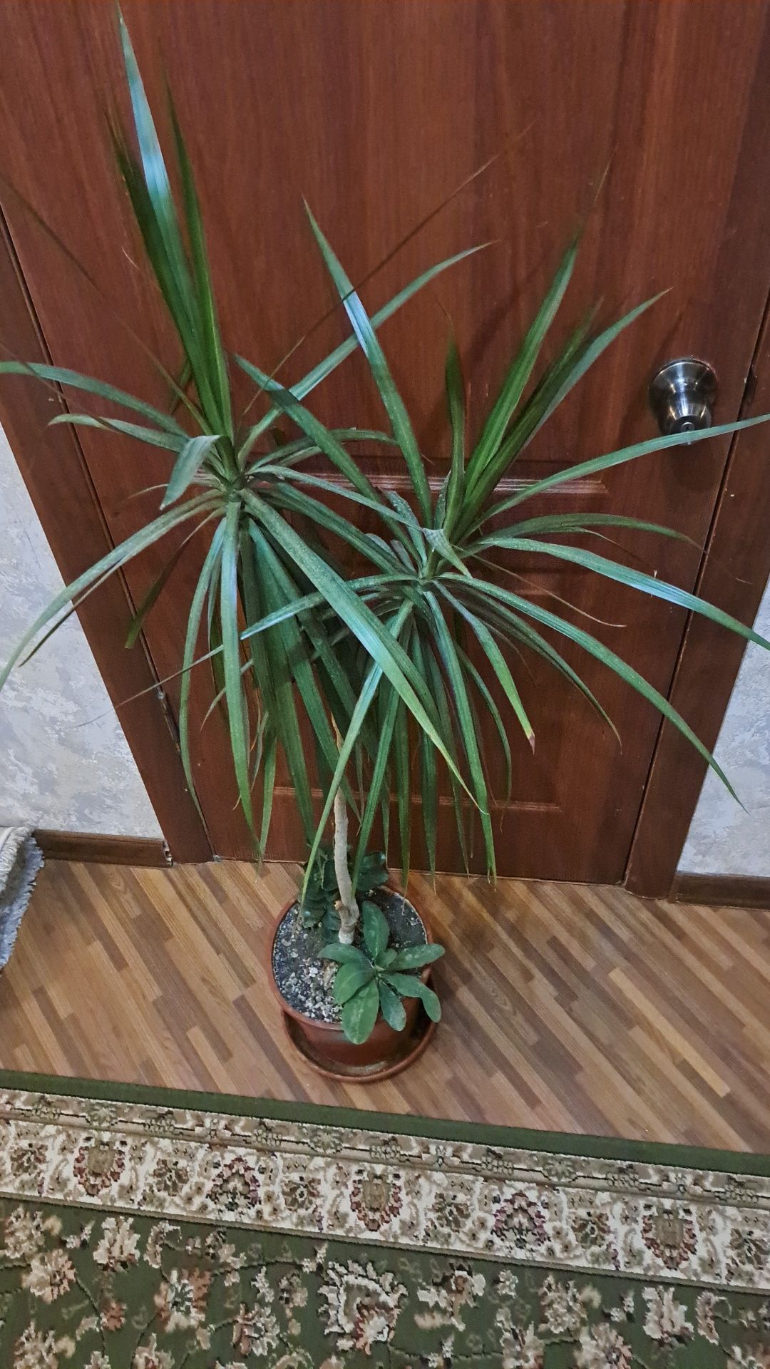 Комнатные  цветы