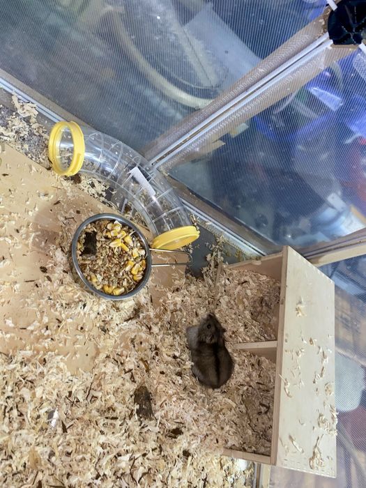 Hamsteri jucăuși
