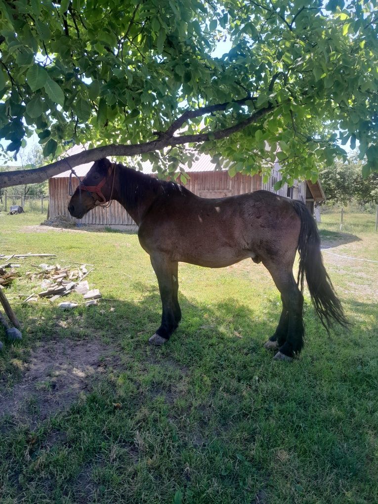 Vând cal de 8 ani