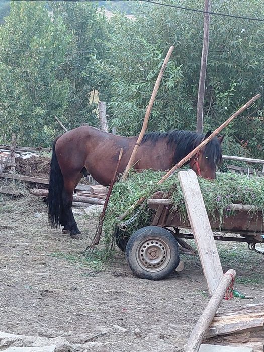 De vânzare sau schimb armăsar cu iapa