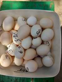 Ouă de vânzare gainusa porumbel