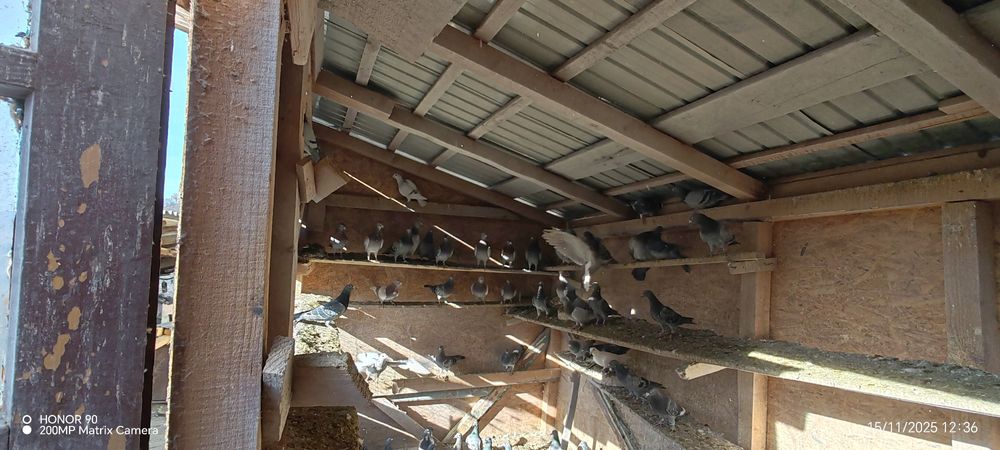 Porumbei voiajori de vanzare