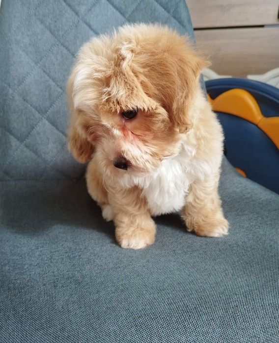 Shih-poo dogs/mini poodle