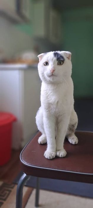 Вислоуха мысык сатылады 10 айлық