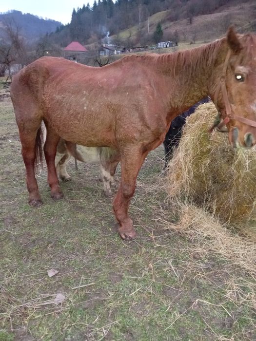Vând cal sau schimb
