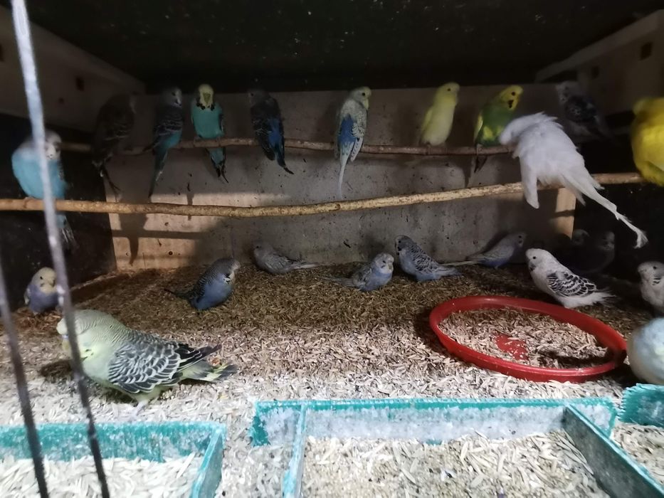 Papagali perusi inelați