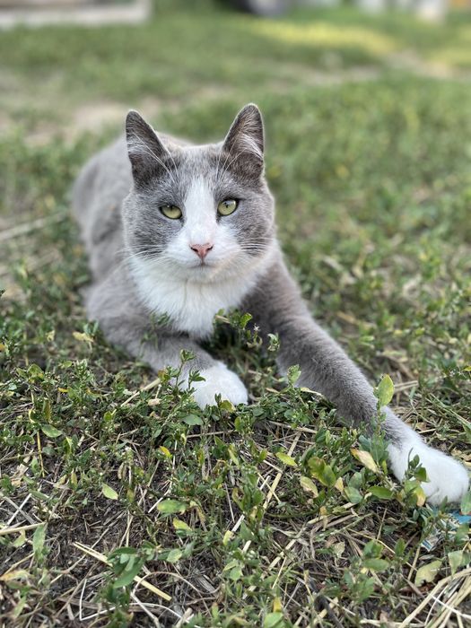 Котик в добрые руки