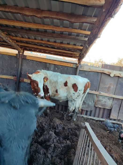 Продам бычка !!!