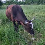 Vaca buna de lapte cu vitel
