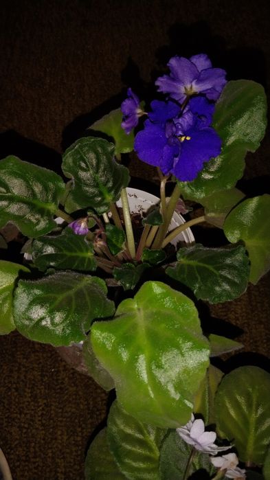 Фиалки цветущие взрослые.