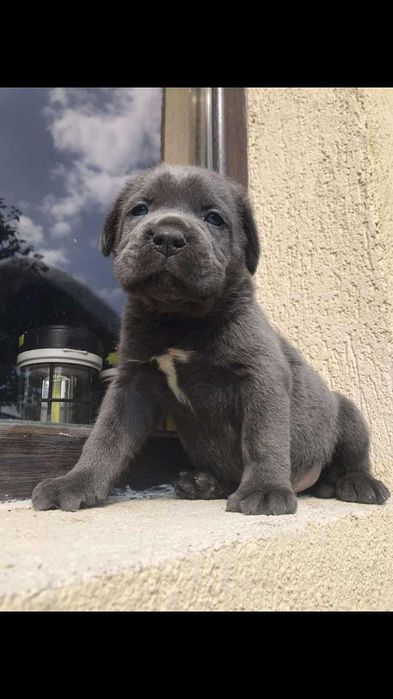femela superba cane corso