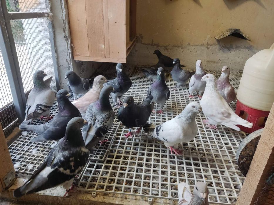 Стандартни пощенски гълъби