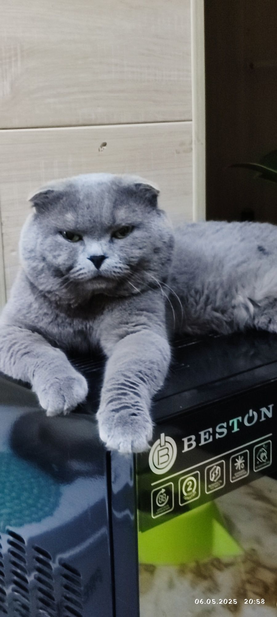 Вязка британского кота