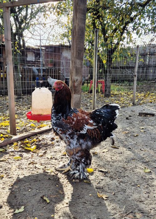 Cocoși brahma poțelan