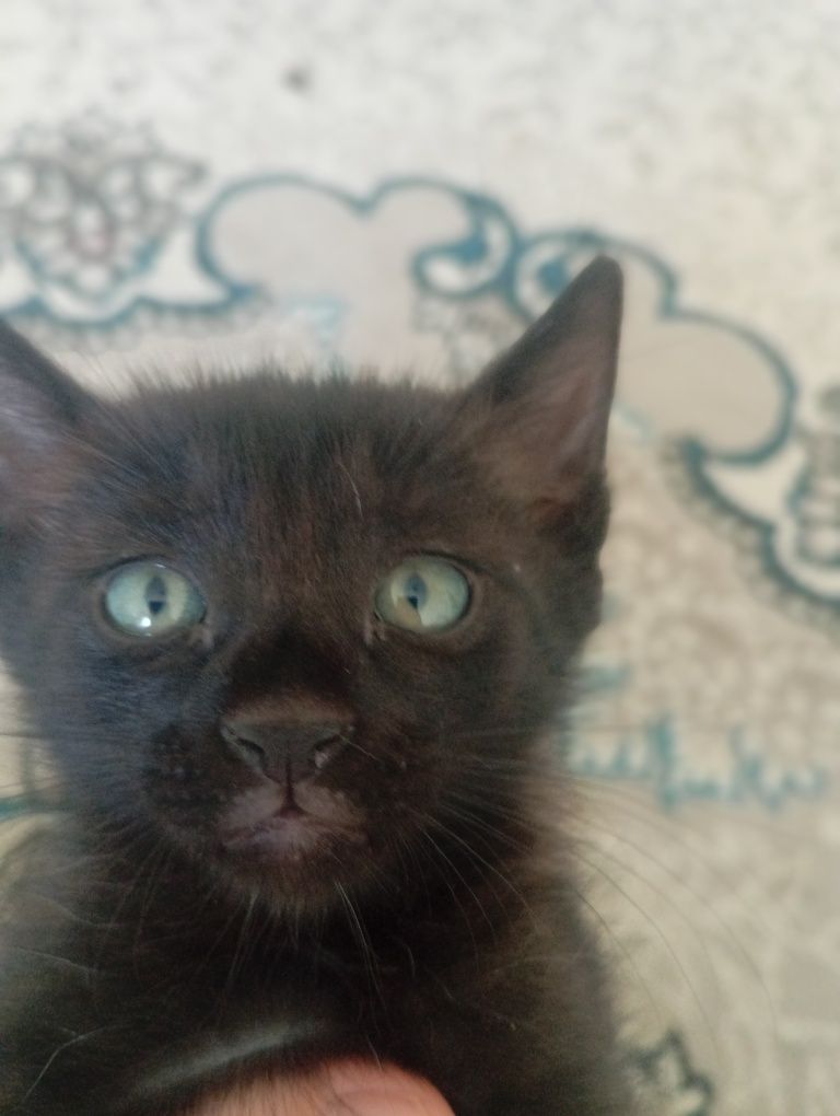 Отдадим котят в добрые руки