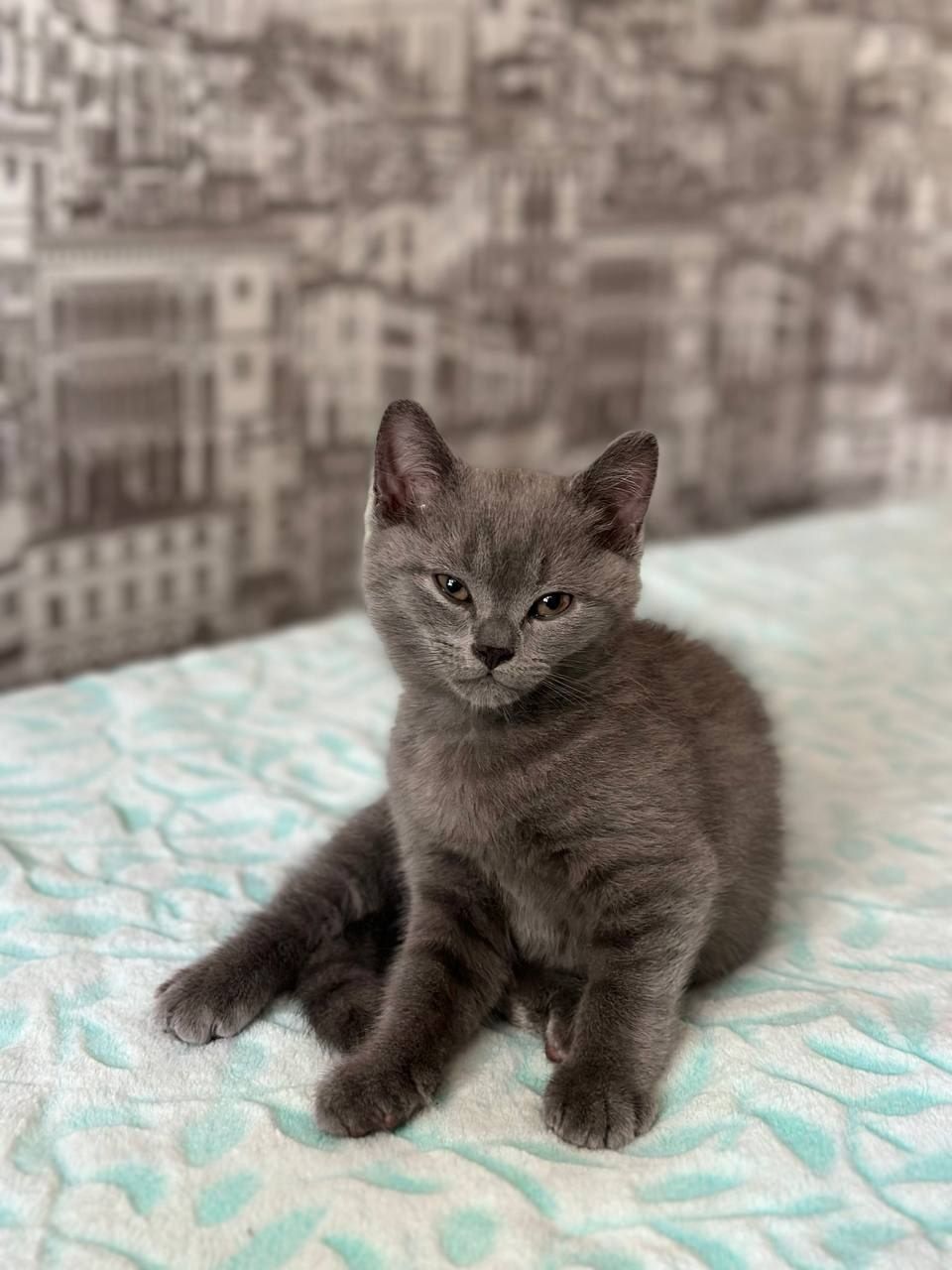Котята Скотиш Страйт и Скотиш фолд.