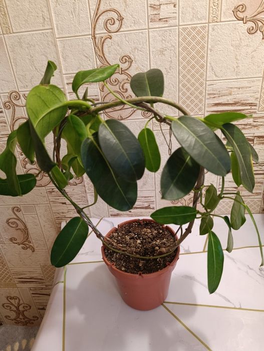 Продам комнатные растения