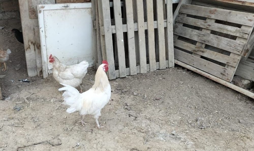 Петух (әтеш) сатылады бағасы 3000тг