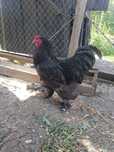 Cocos brahma negru