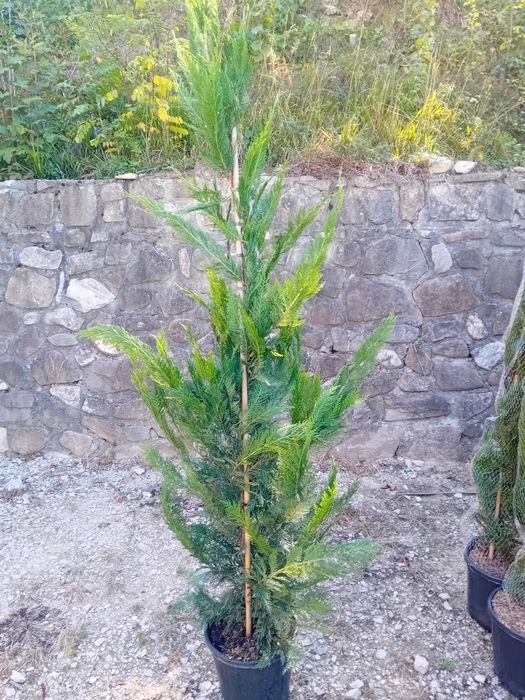 Vând chiparos leylandi diferite dimensiuni