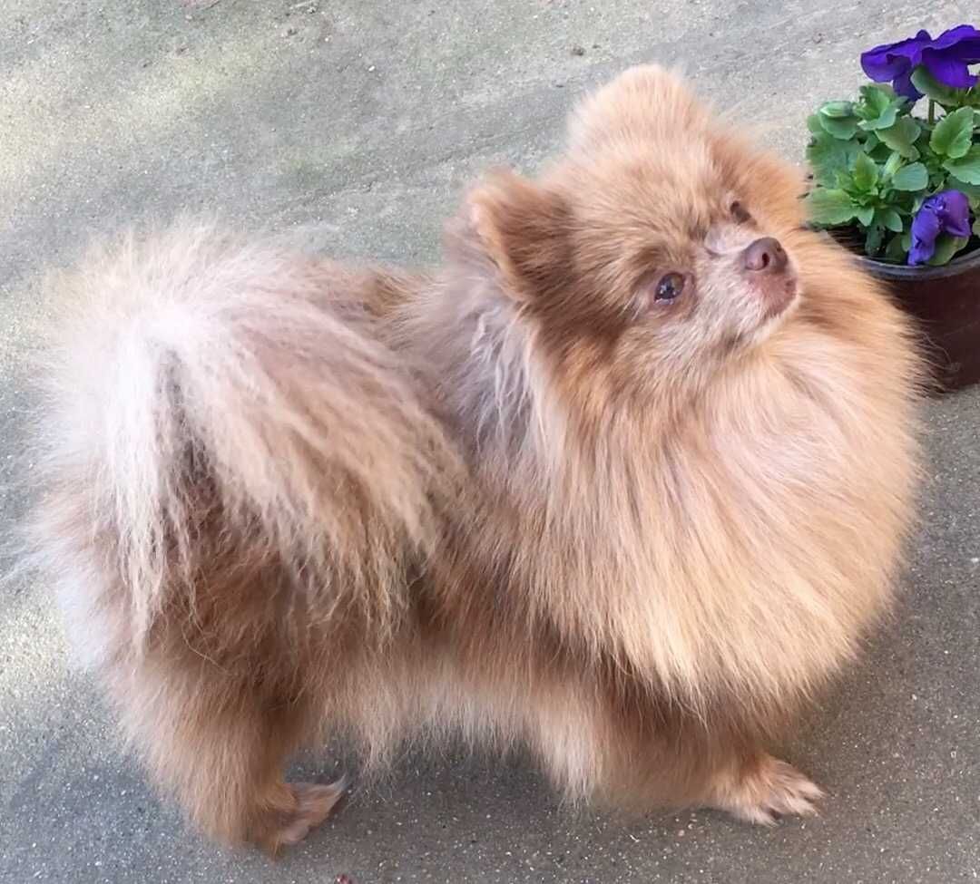 pomeranian, kleinspitz deosebit, cu pedigree