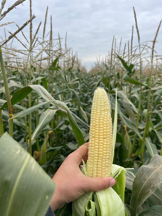 Vand Porumb Zaharat! incep 25 Octombrie