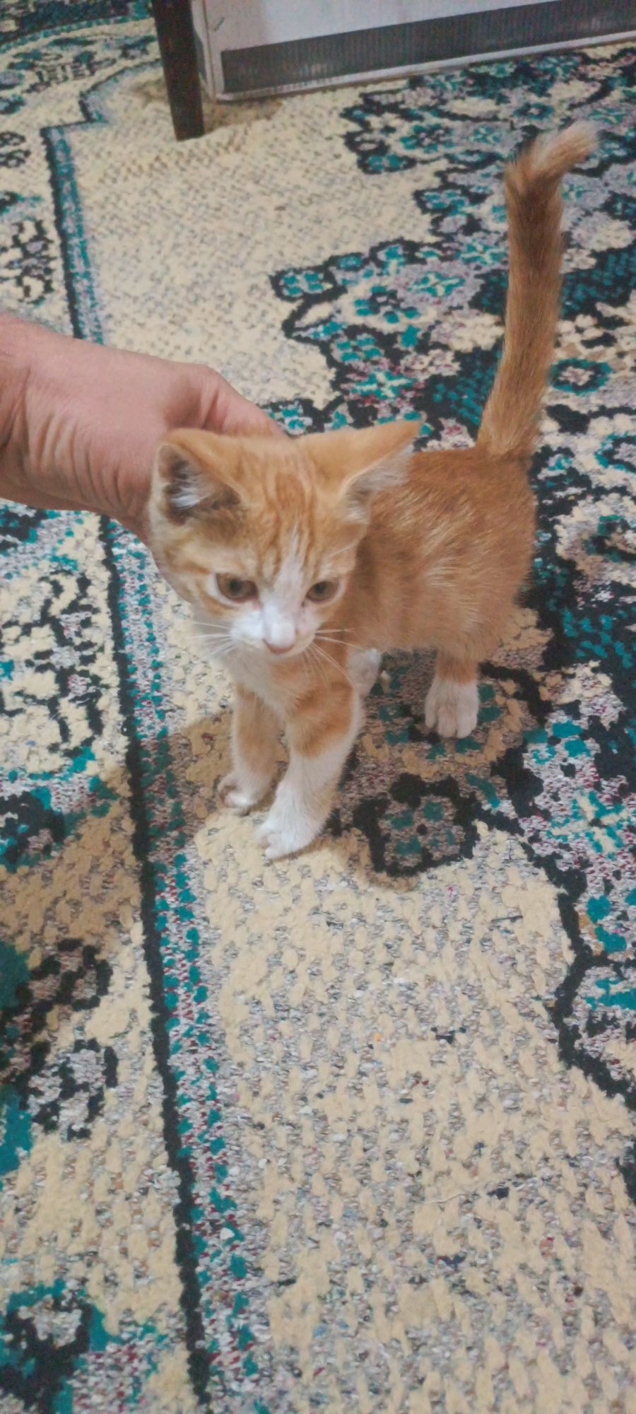 Shirin mushukcha aqilli