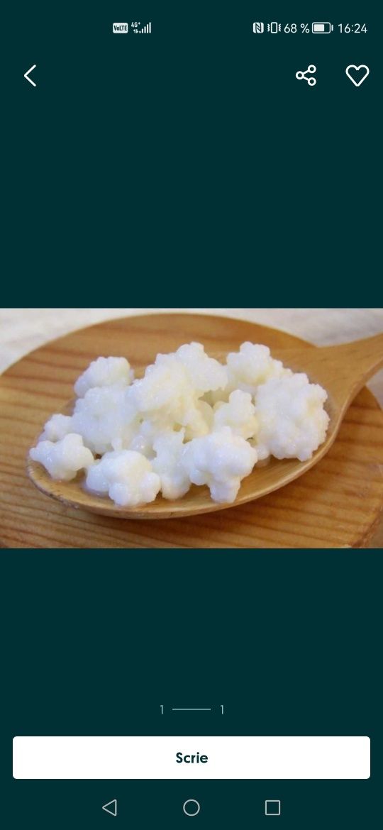 Ciuperca Tibetana, Kefir(Chefir) de lapte  - cultura/cristale