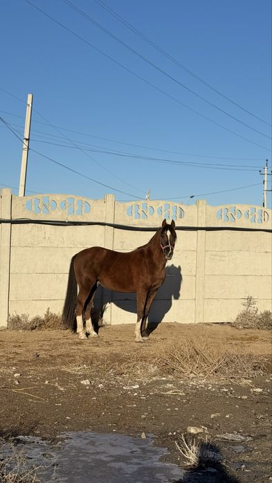 Асыл тұқымды айғыр сатылады