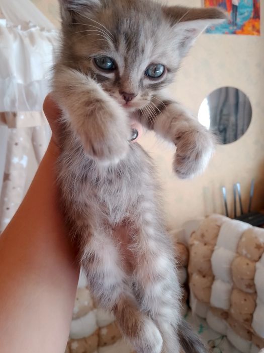 Отдам кошечку в добрые ручки