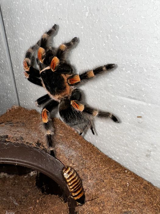 Taratula Brachypelma hamori - mascul subadult