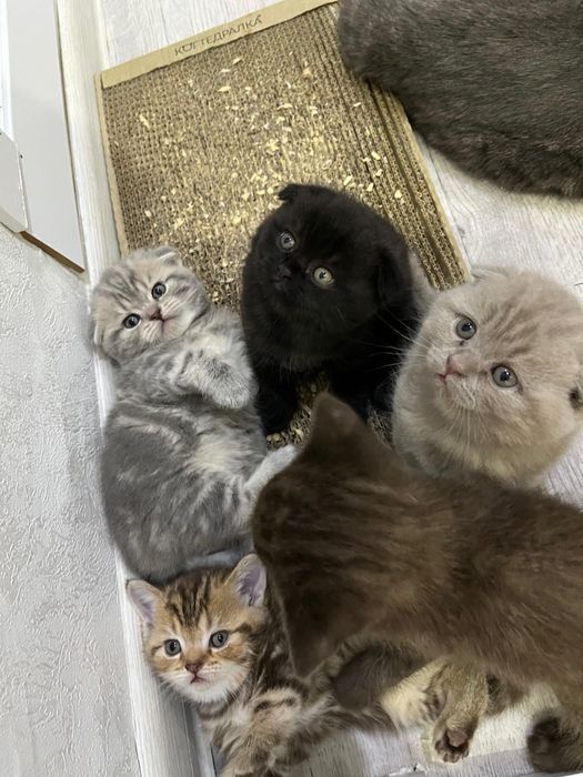 Котята Скоттиг-Фолд