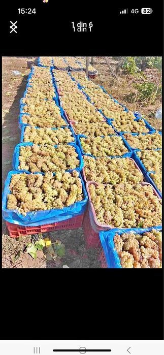 Vand struguri de vin