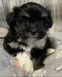 Bichon havanez 500 lei