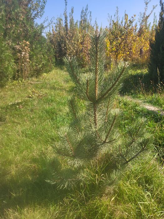 Сосна европейская в разных размерах