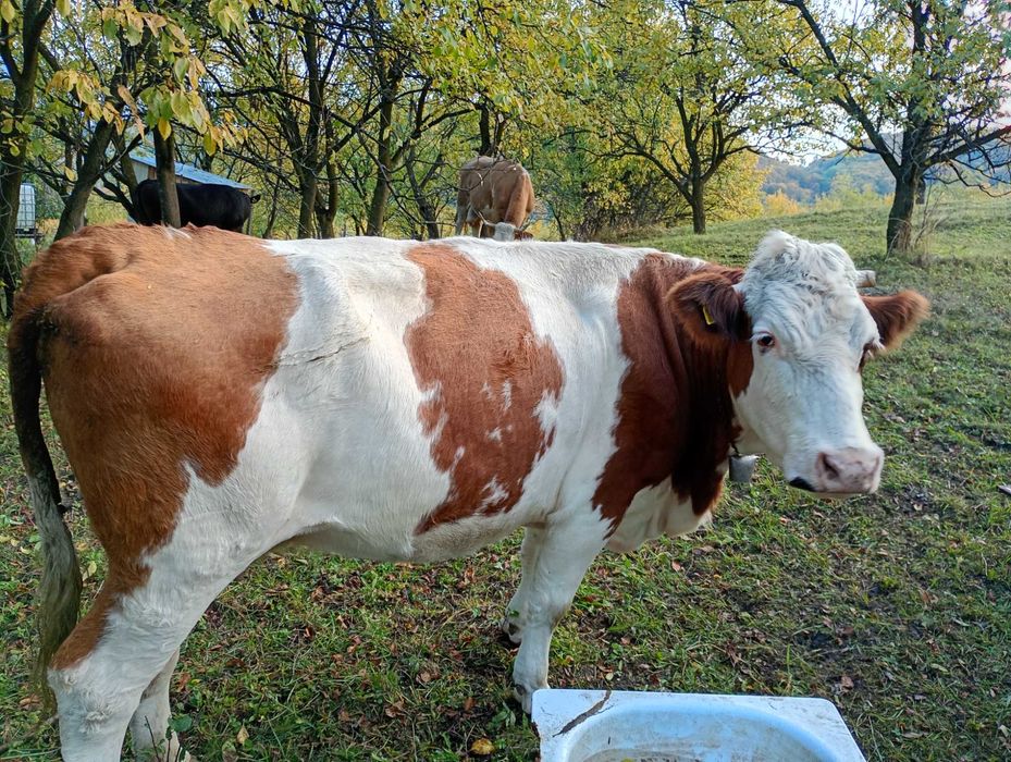 Vaca de vânzare bălțată romaneasca